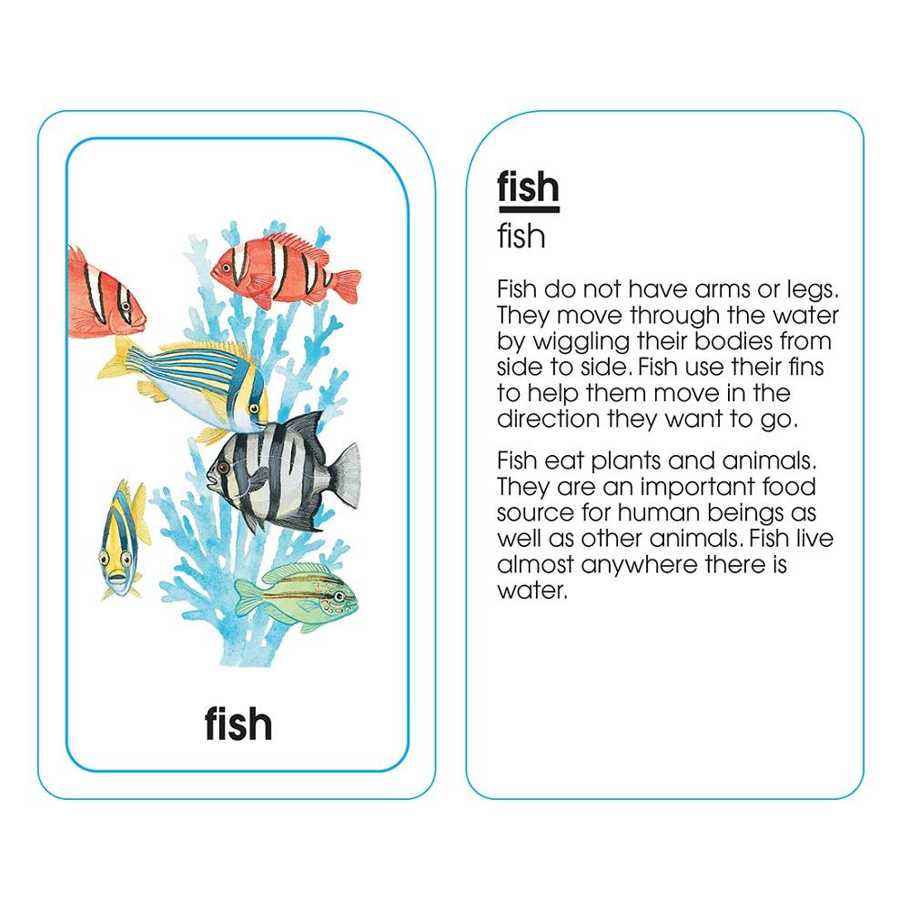 School Zone Flash Cards (Animals of All Kinds)-Toys & Learning-School Zone-030133 AM-babyandme.ca